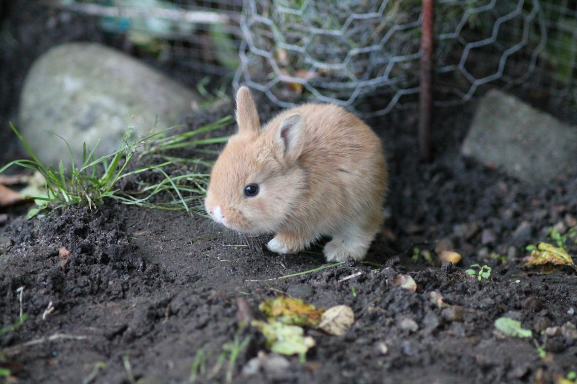 Kanin Visbys Paella Marabou billede 6
