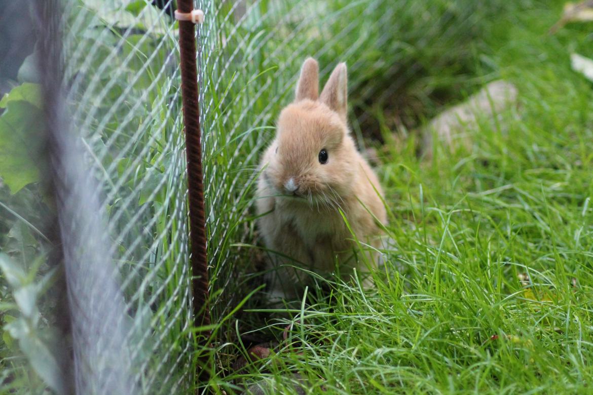 Kanin Visbys Paella Marabou billede 7