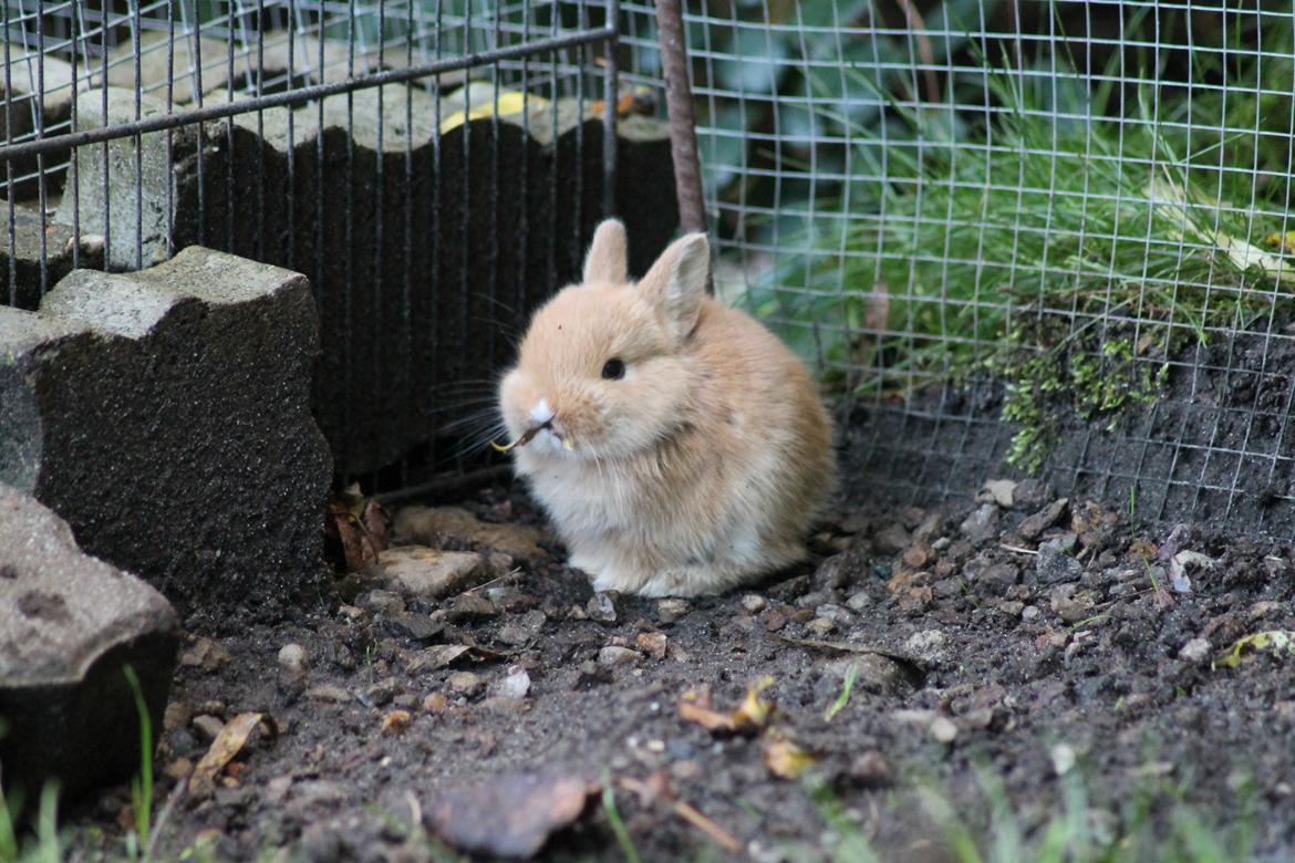 Kanin Visbys Paella Marabou billede 8