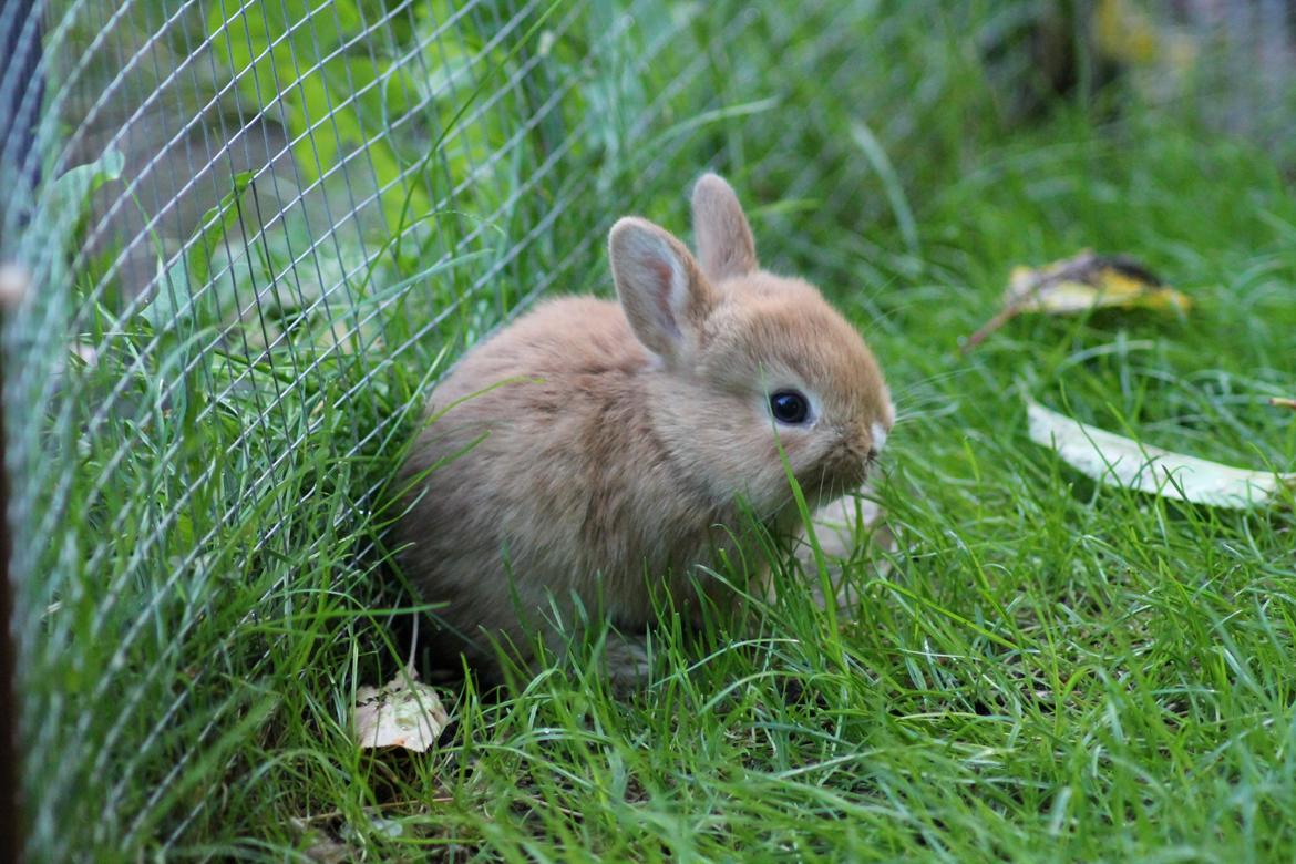 Kanin Visbys Paella Marabou billede 9