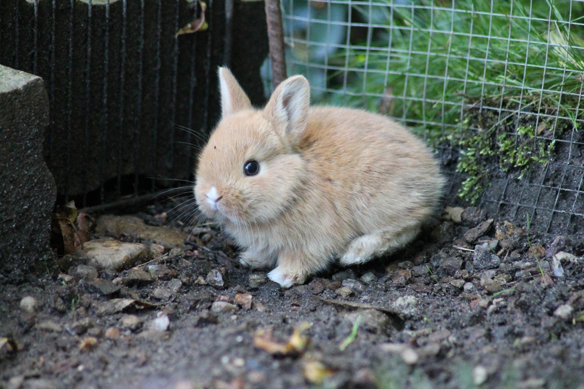 Kanin Visbys Paella Marabou billede 10