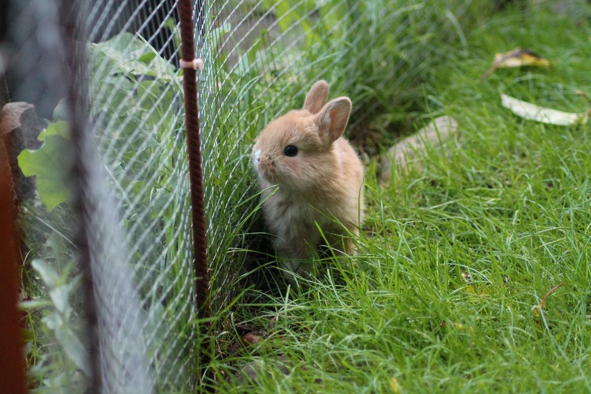 Kanin Visbys Paella Marabou billede 11