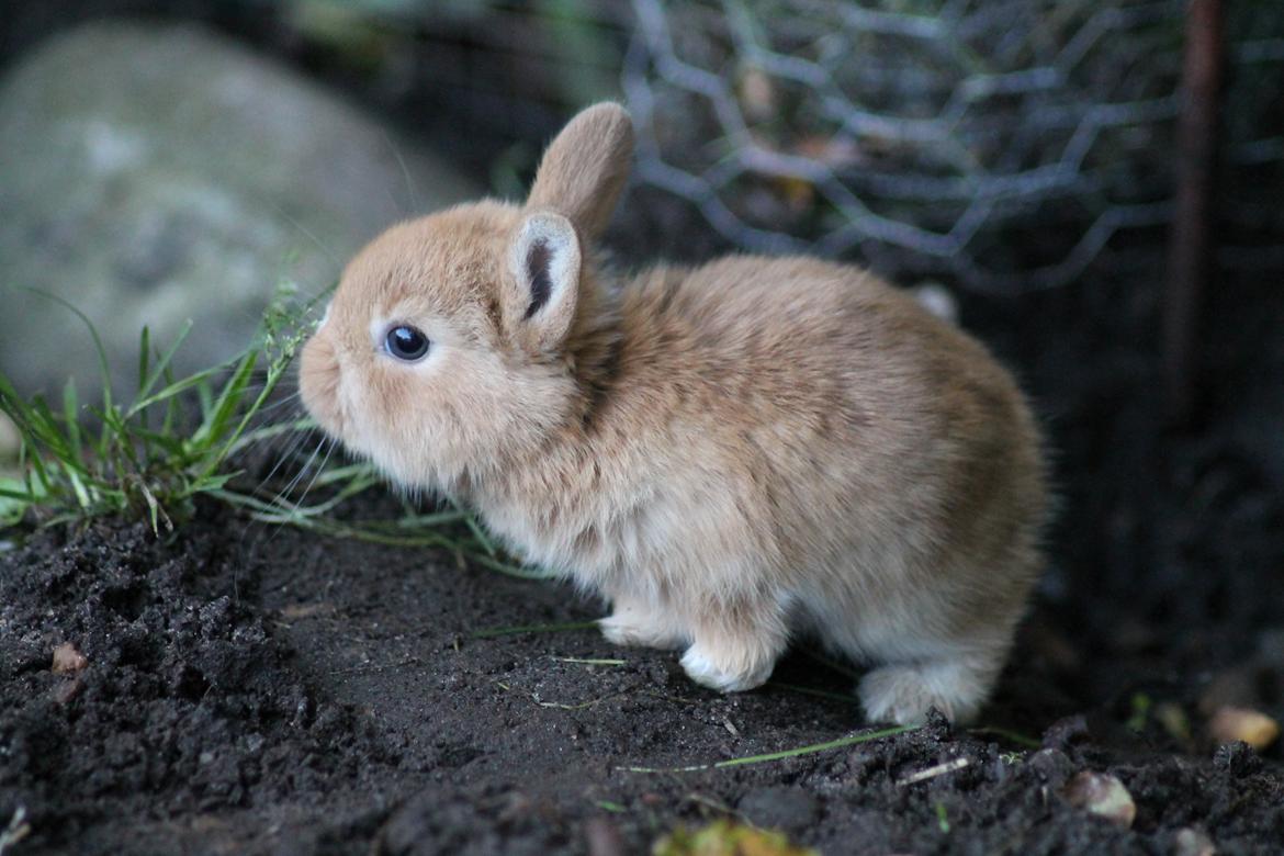 Kanin Visbys Paella Marabou billede 12