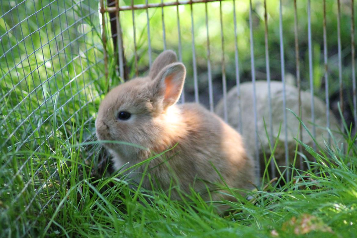 Kanin Visbys Paella Marabou billede 13
