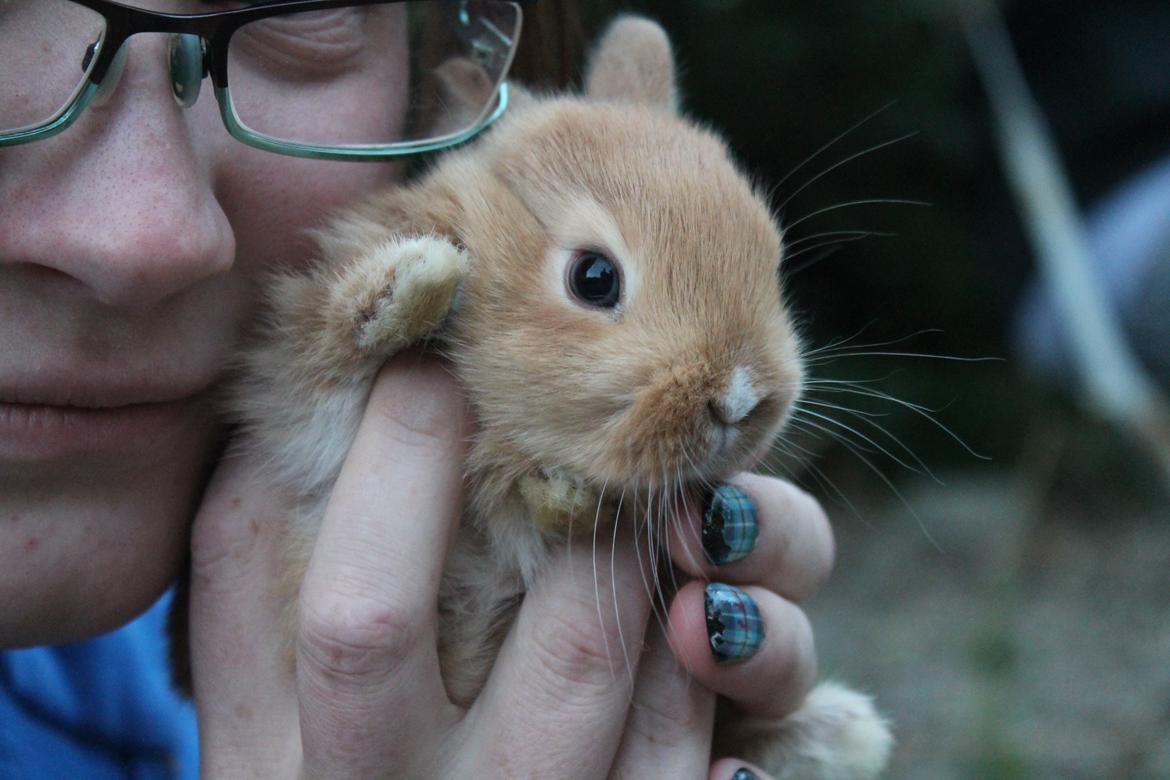 Kanin Visbys Paella Marabou billede 14