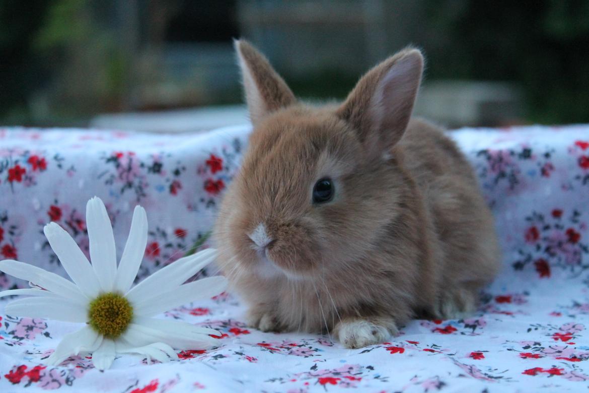 Kanin Visbys Paella Marabou billede 15