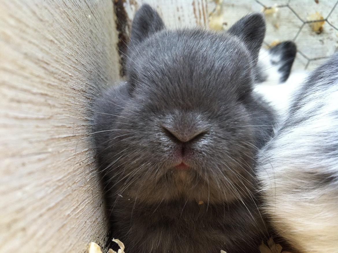 Kanin Makara's blue lightning15/9-2012 - februar 2015 † billede 7