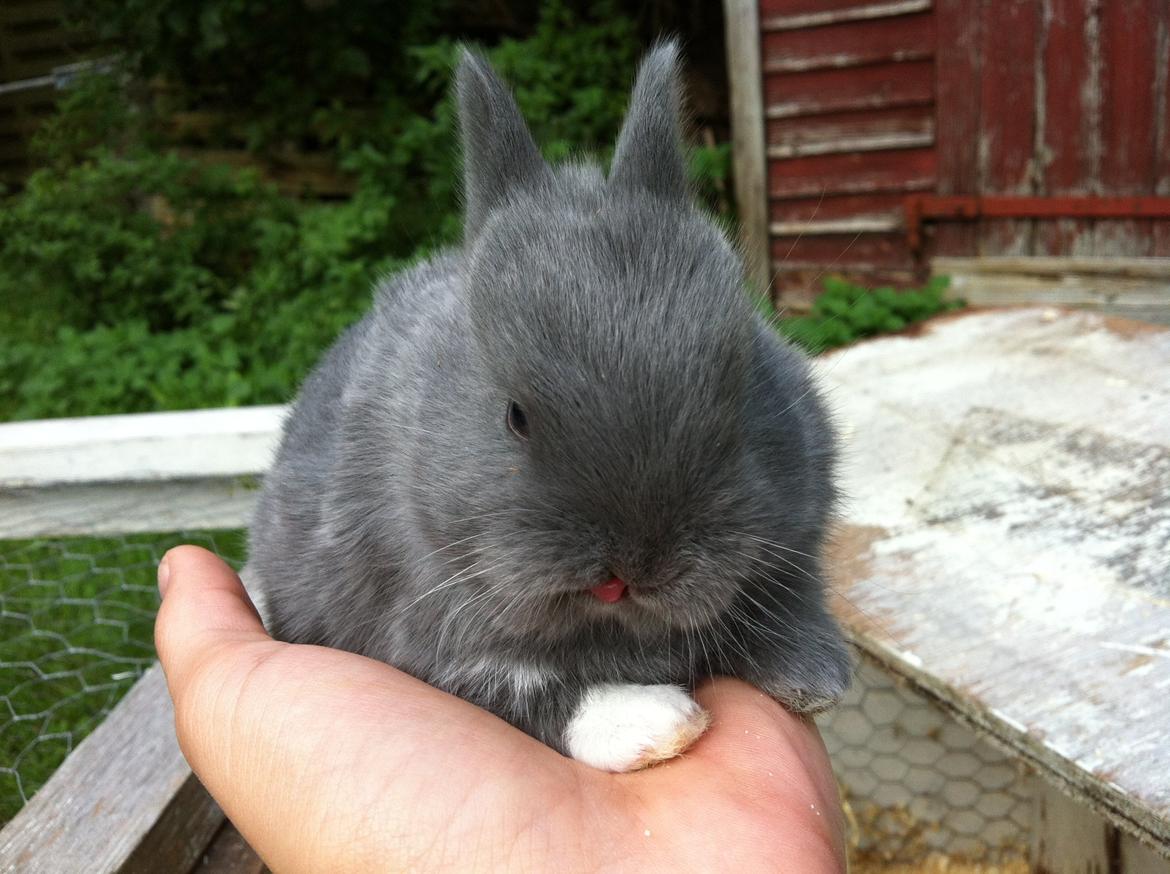 Kanin Makara's blue lightning15/9-2012 - februar 2015 † billede 8