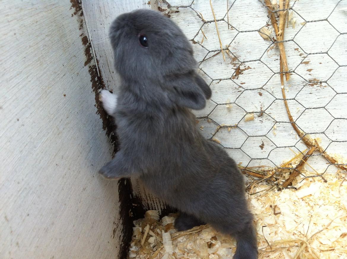 Kanin Makara's blue lightning15/9-2012 - februar 2015 † billede 9