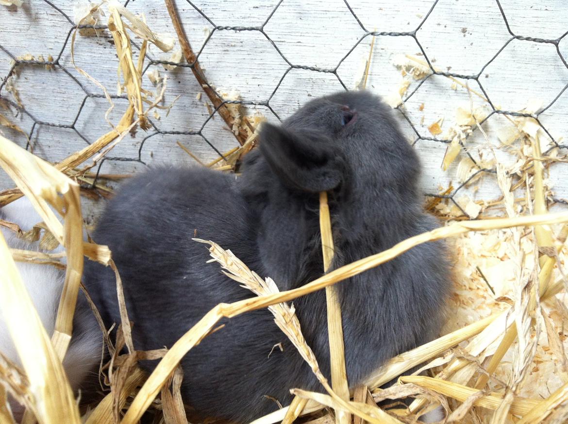 Kanin Makara's blue lightning15/9-2012 - februar 2015 † billede 10