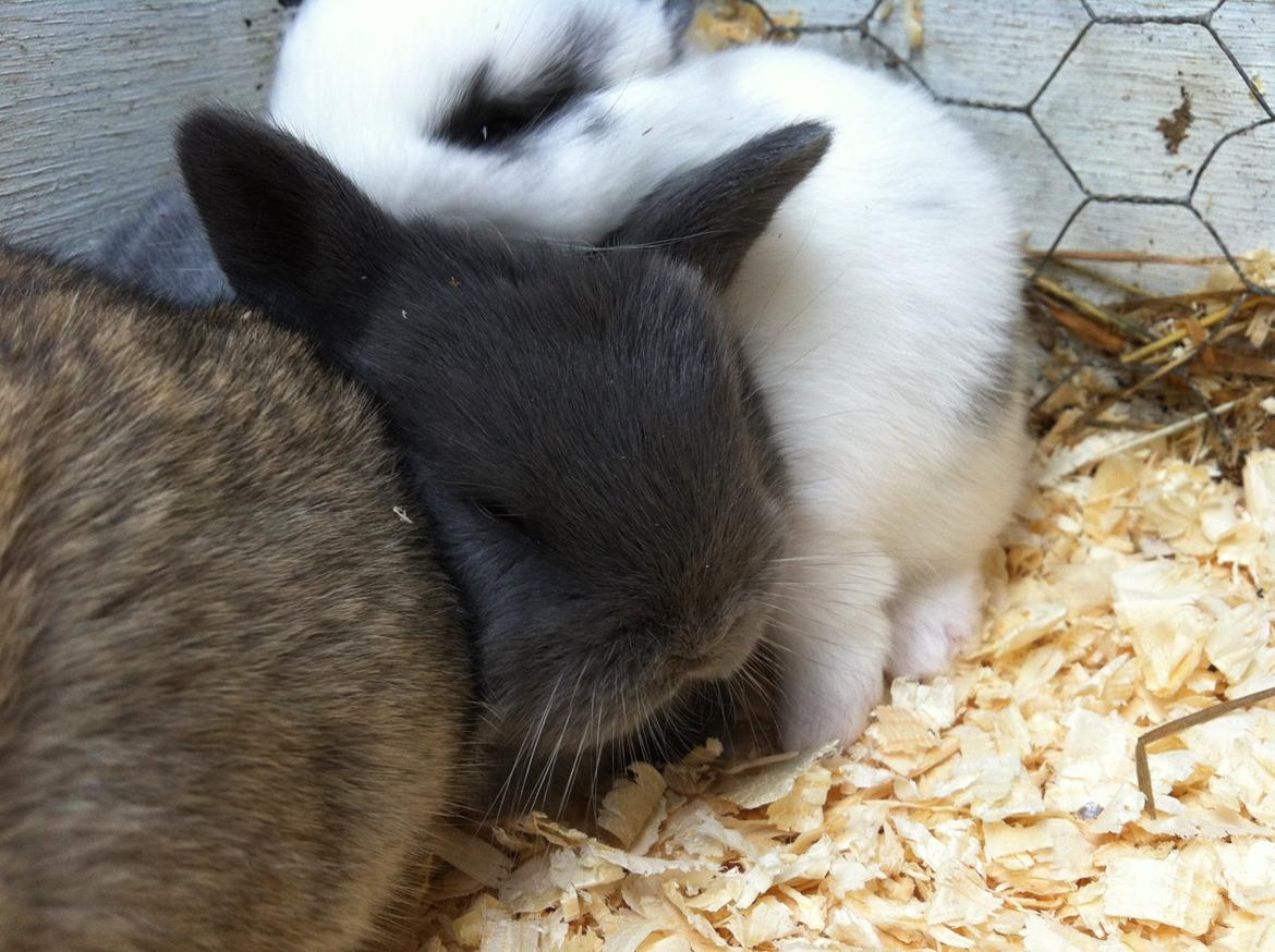 Kanin Makara's blue lightning15/9-2012 - februar 2015 † billede 11