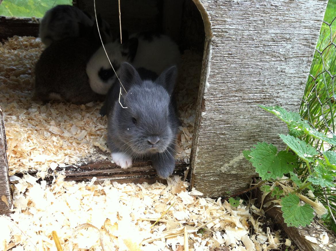 Kanin Makara's blue lightning15/9-2012 - februar 2015 † billede 12