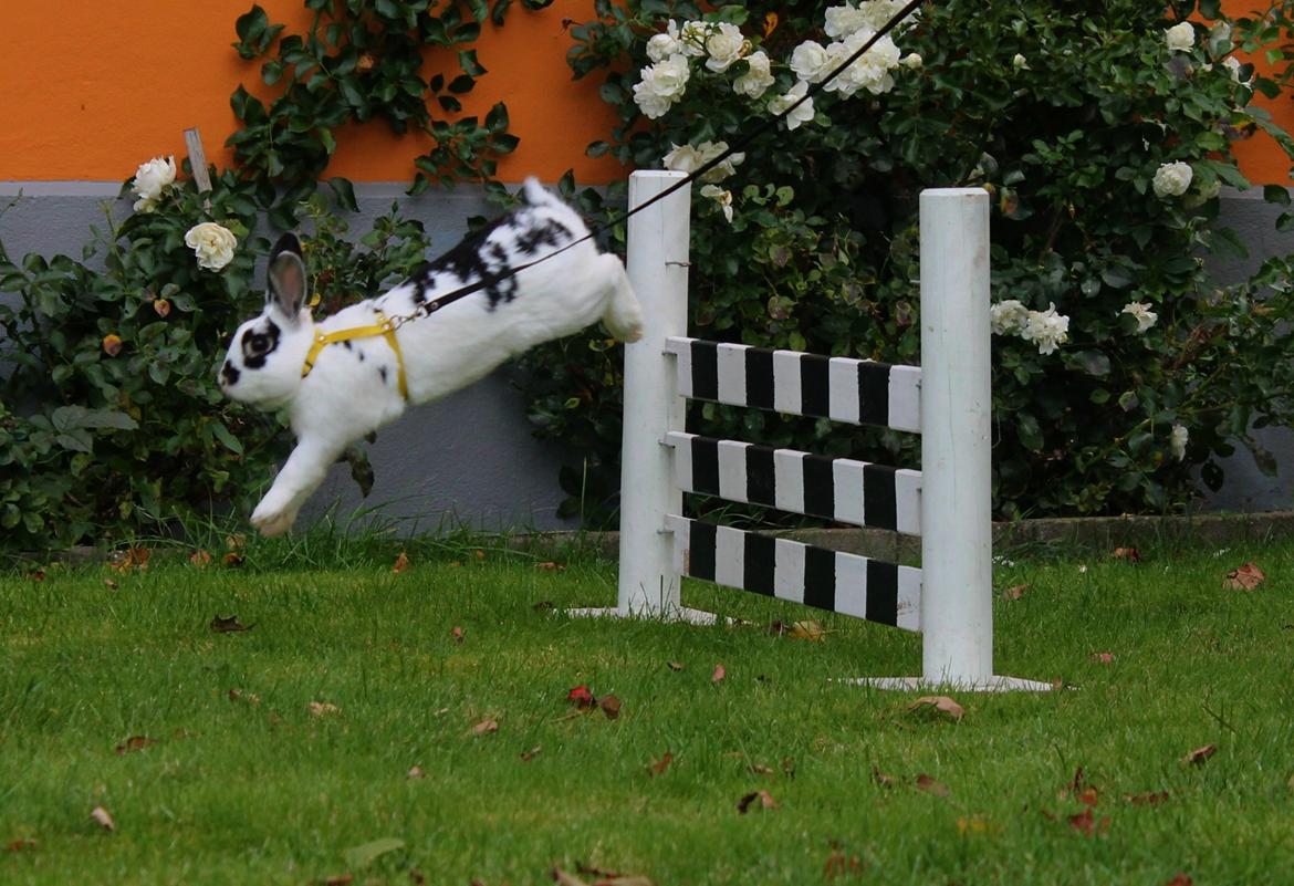 Kanin Dandelions Magnificent "Nuller" - Foto af Frederikke ;D billede 5