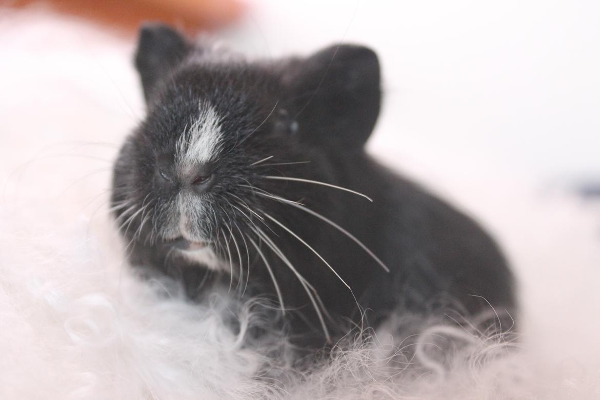 Marsvin Stella billede 16