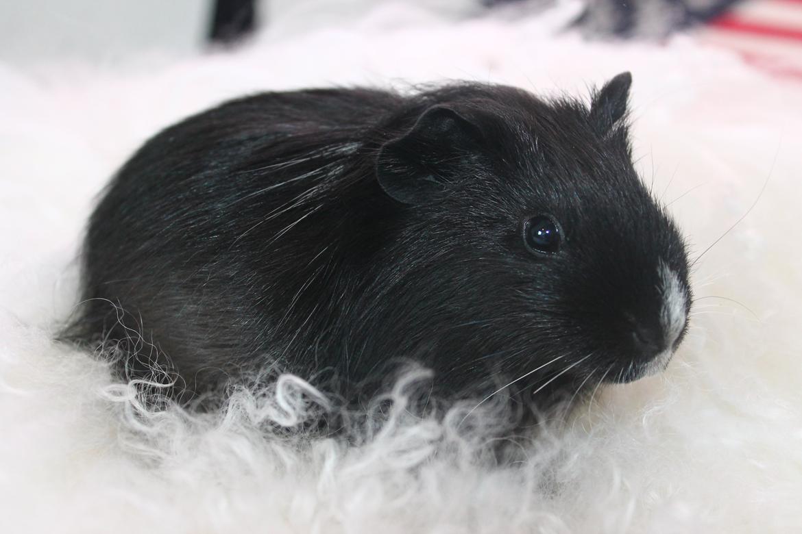 Marsvin Stella billede 15