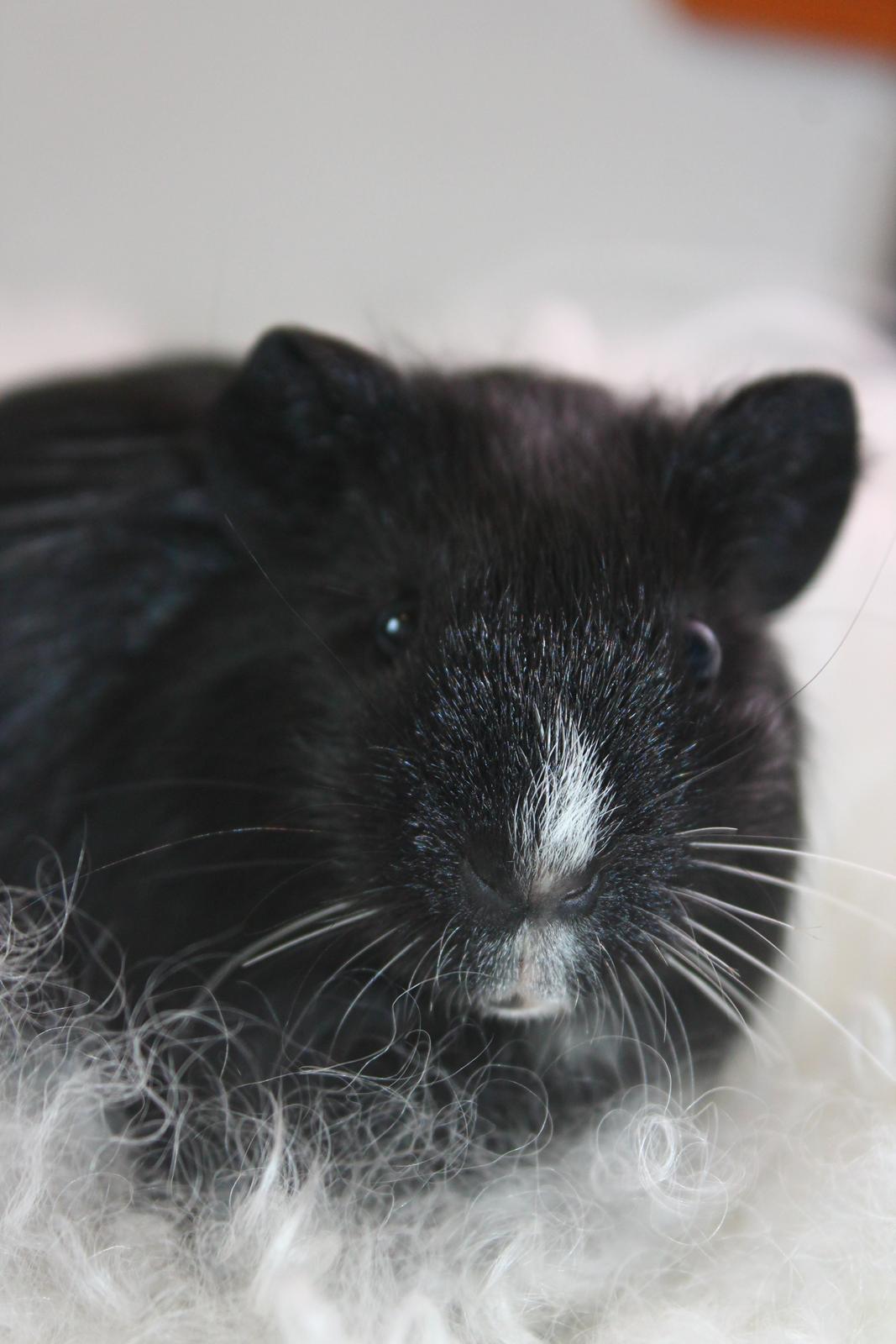 Marsvin Stella billede 14