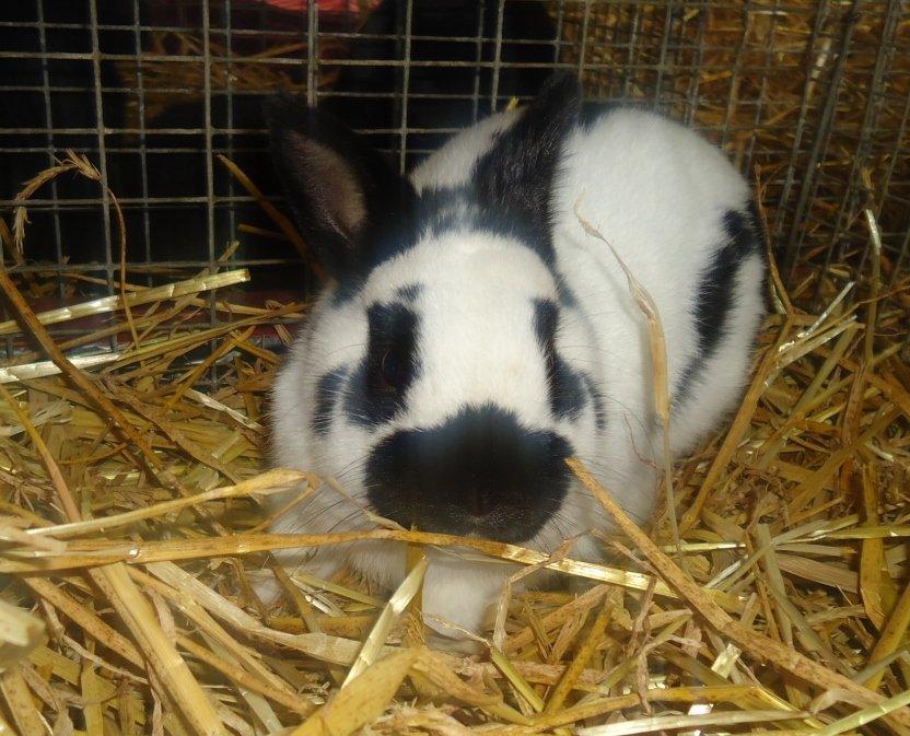 Kanin Team Winther`s Double Trouble. - Kæleudstilling i Ravsted,

Taget af Vigsminde. billede 1