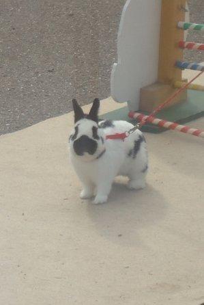 Kanin Team Winther`s Double Trouble. - I Ravsted. Taget af Vigsminde. billede 2