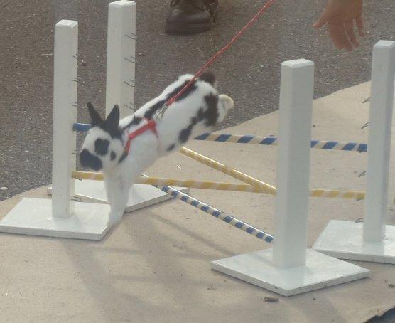 Kanin Team Winther`s Double Trouble. - Hans første stævne. I Ravsted.
Taget af Vigsminde. billede 3