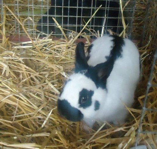 Kanin Team Winther`s Double Trouble. - Taget af Vigsminde. billede 4