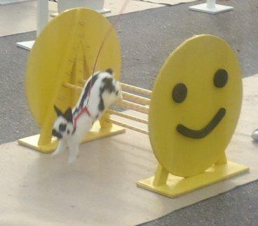 Kanin Team Winther`s Double Trouble. - I Ravsted.
Taget af Vigsminde. billede 5