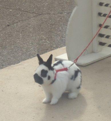 Kanin Team Winther`s Double Trouble. - I Ravsted.
Taget af Vigsminde. billede 6