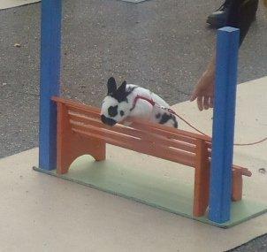 Kanin Team Winther`s Double Trouble. - I Ravsted

Taget af Vigsminde. billede 7