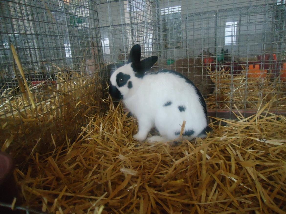 Kanin Team Winther`s Bonky Wonky. billede 1