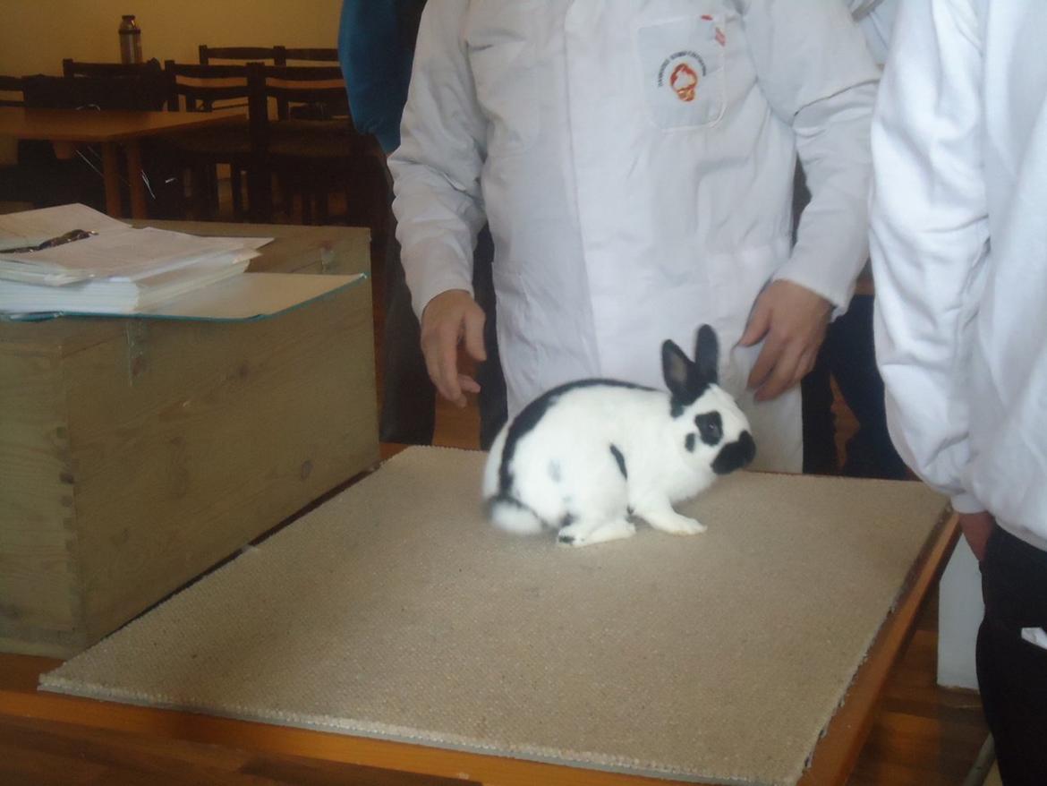 Kanin Team Winther`s Bonky Wonky. billede 2