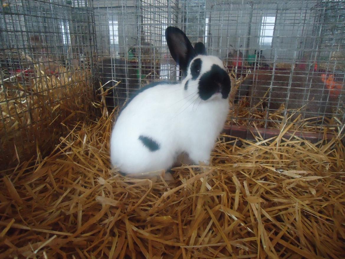 Kanin Team Winther`s Bonky Wonky. billede 3