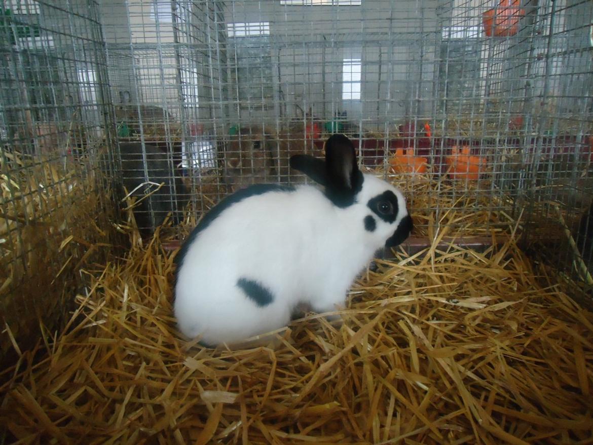 Kanin Team Winther`s Bonky Wonky. billede 4