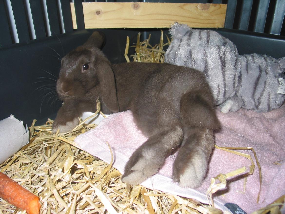 Kanin Coco (Chanel) Diva* billede 21