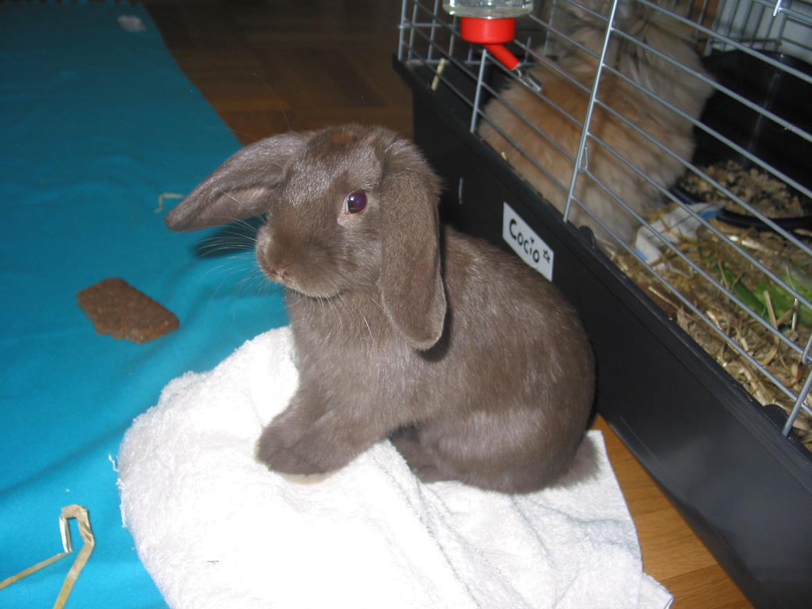 Kanin Coco (Chanel) Diva* billede 3