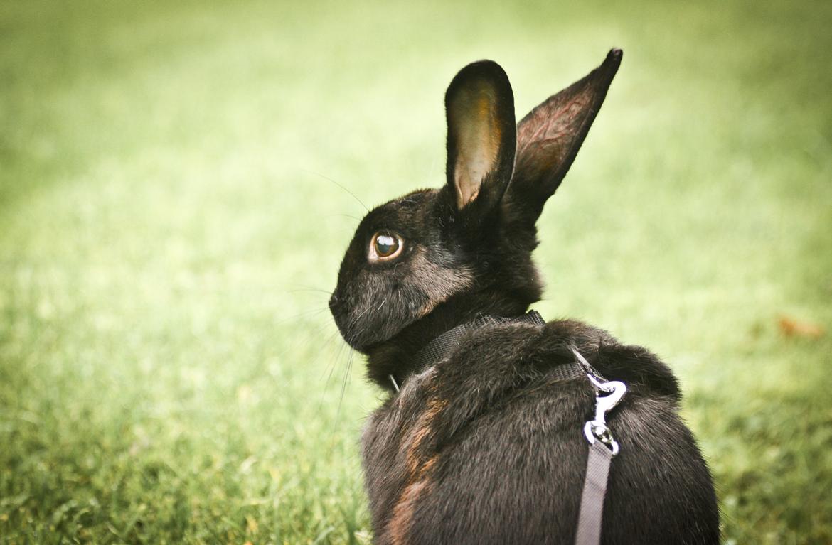 Kanin Mercedes Mayback billede 8