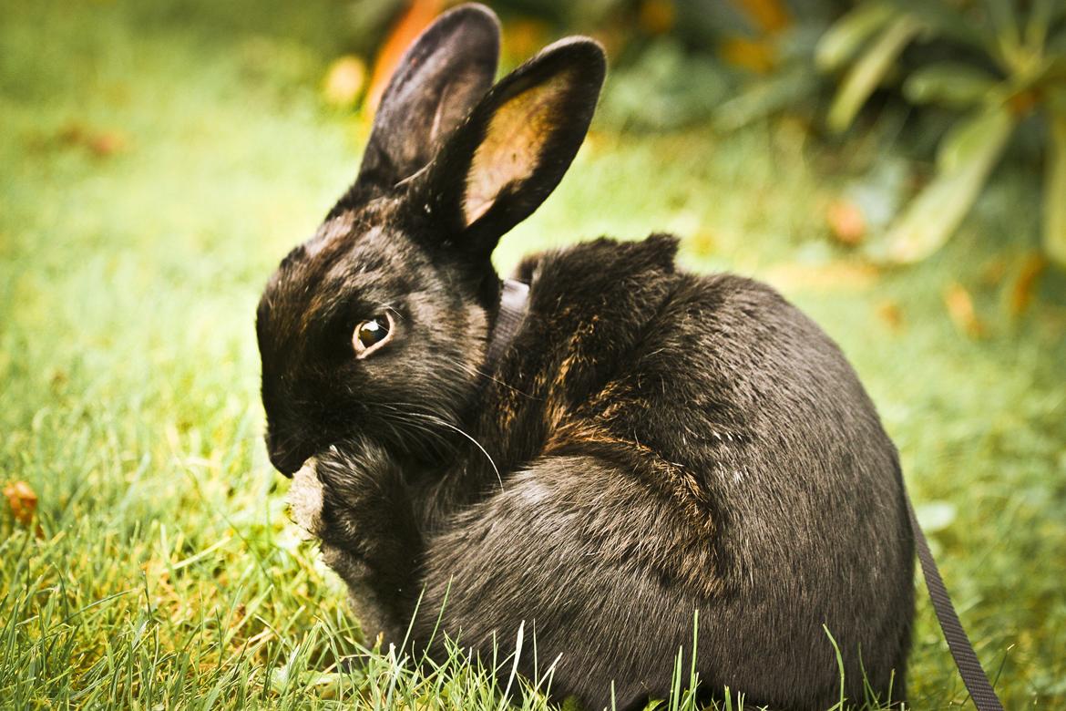 Kanin Mercedes Mayback billede 6