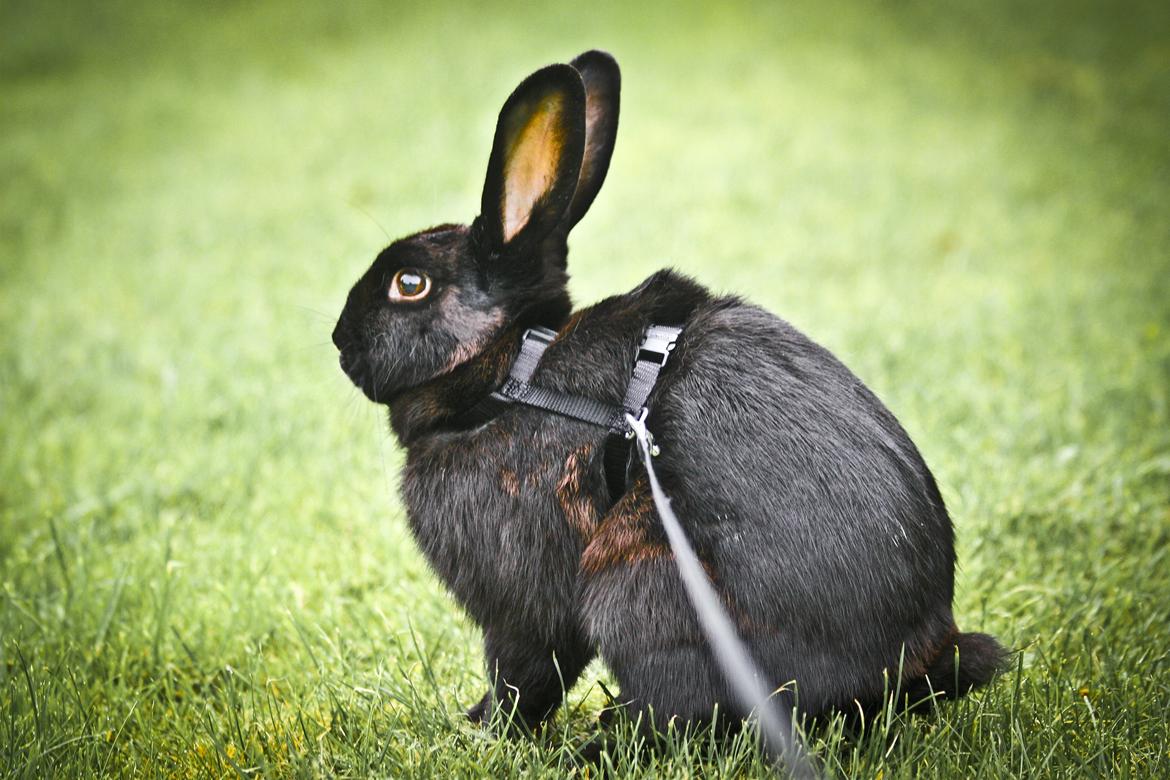 Kanin Mercedes Mayback billede 10