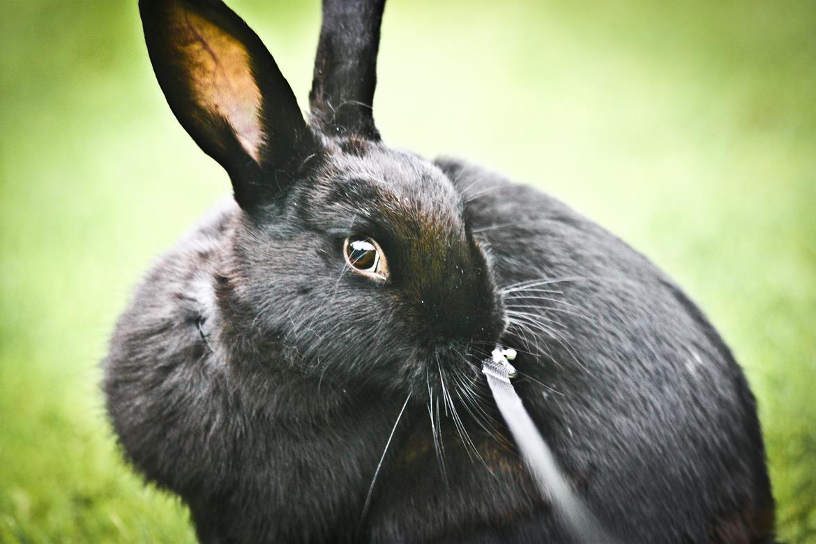 Kanin Mercedes Mayback billede 11