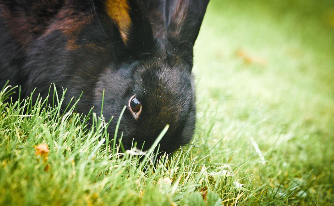 Kanin Mercedes Mayback billede 12