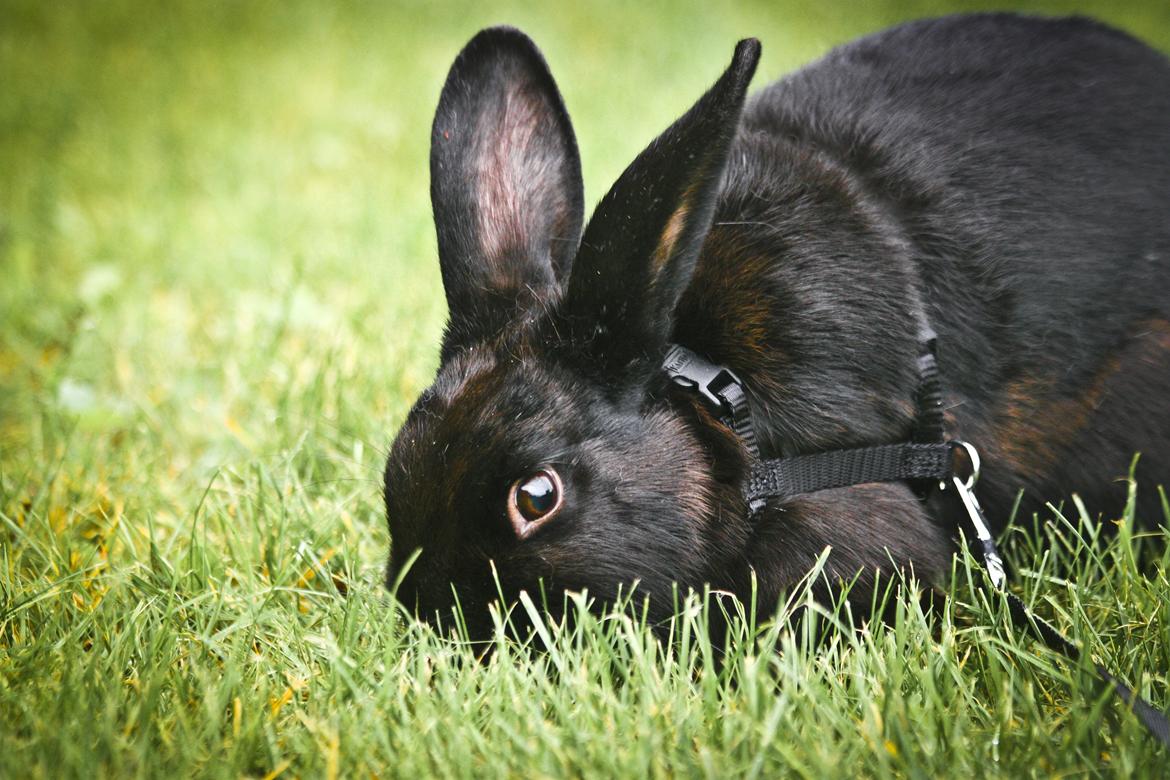 Kanin Mercedes Mayback billede 14