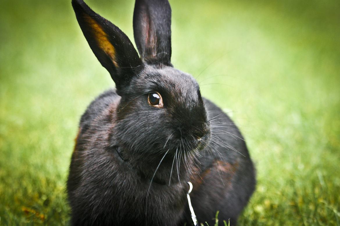 Kanin Mercedes Mayback billede 13