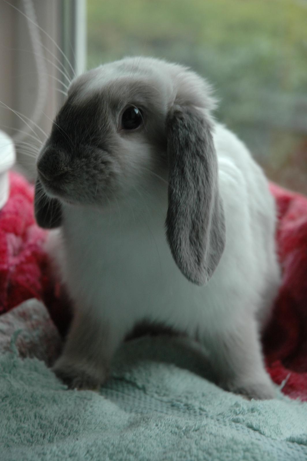 Kanin Fiona's Amour De La Fleur billede 5