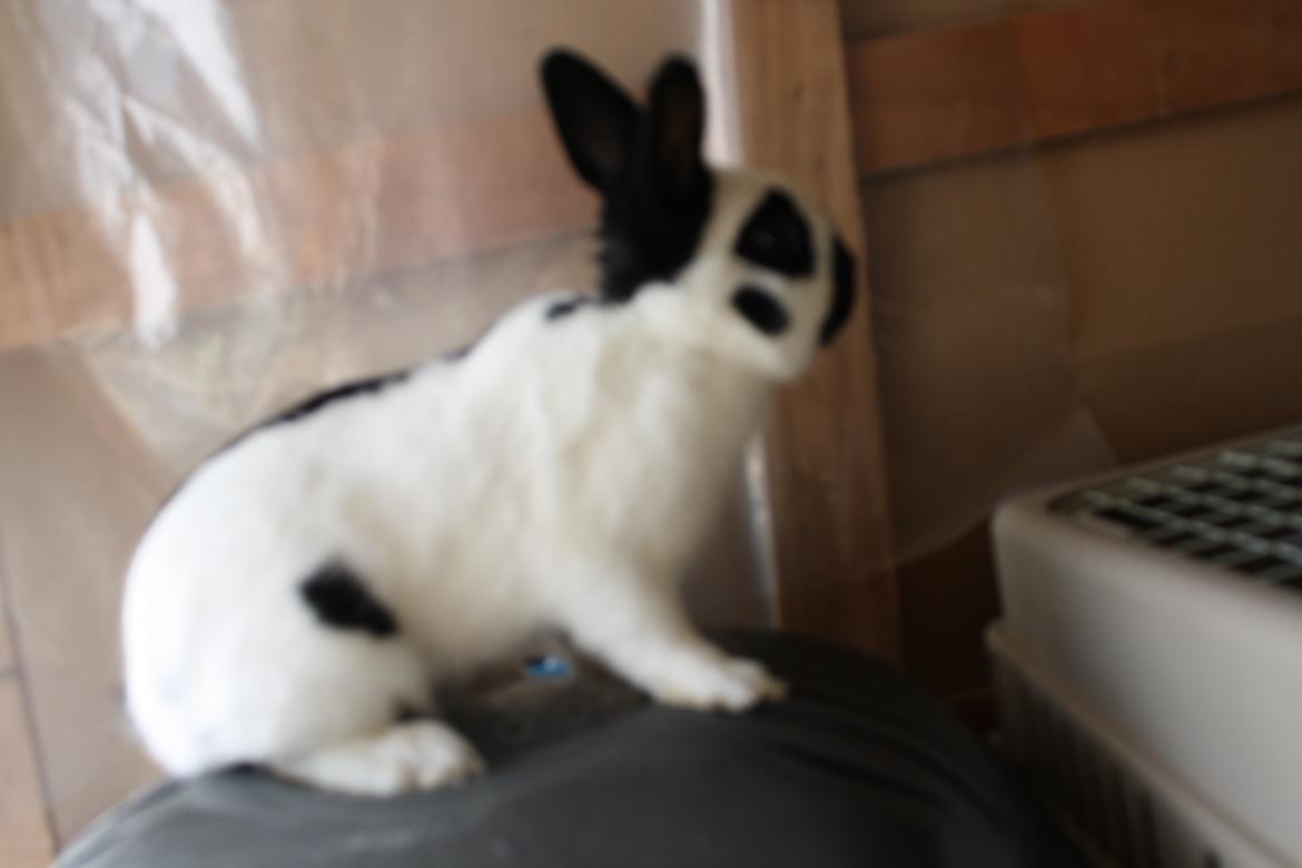 Kanin Team Winther`s Bonky Wonky. billede 5