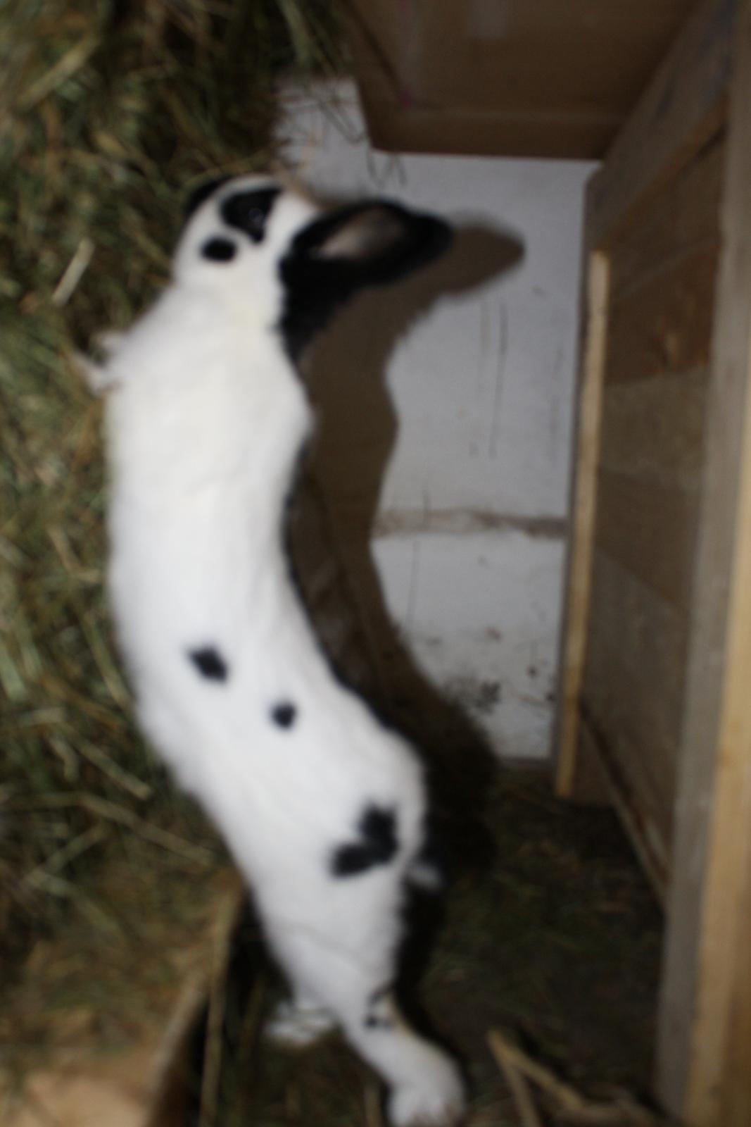 Kanin Team Winther`s Bonky Wonky. billede 6