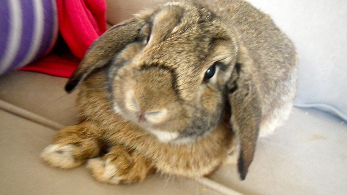 Kanin Ludvig billede 2