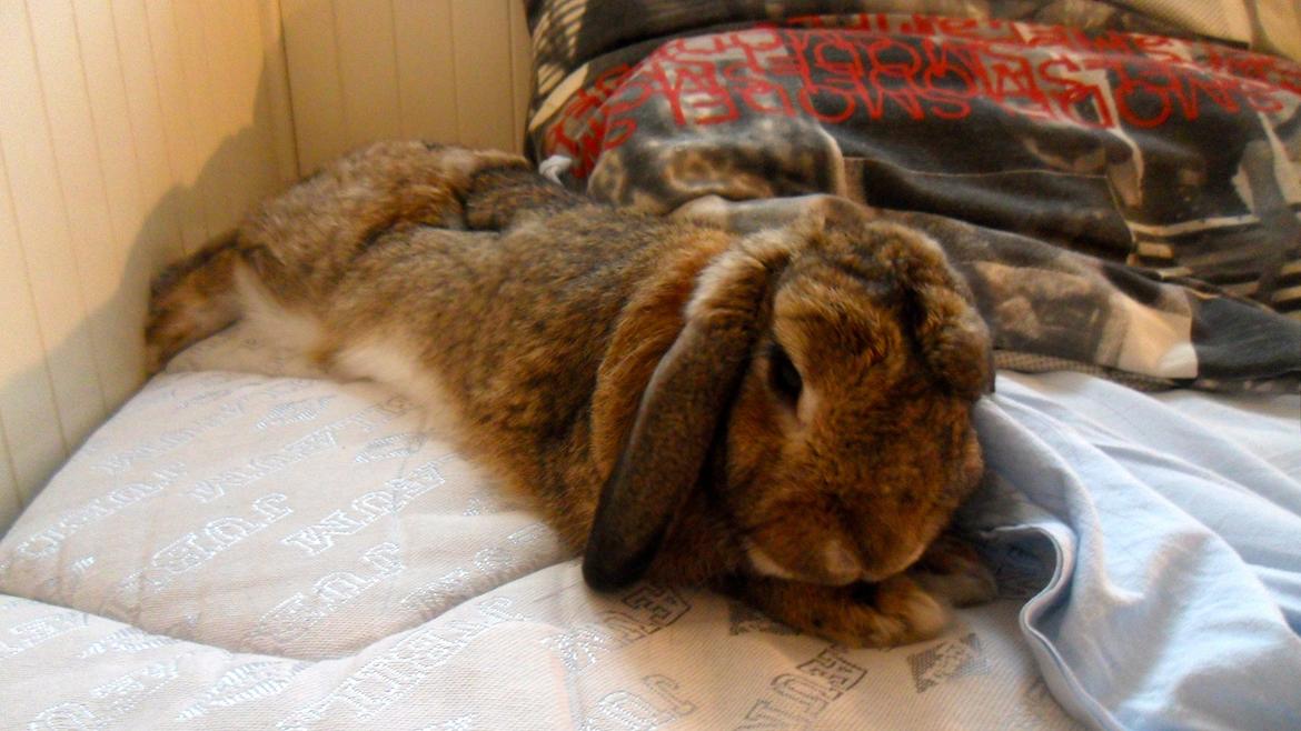 Kanin Ludvig billede 3