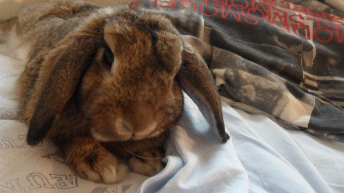 Kanin Ludvig billede 4