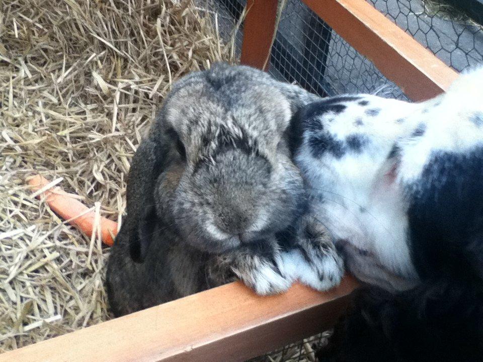 Kanin Ludvig - Så bliver der delt kys ud! :) billede 6