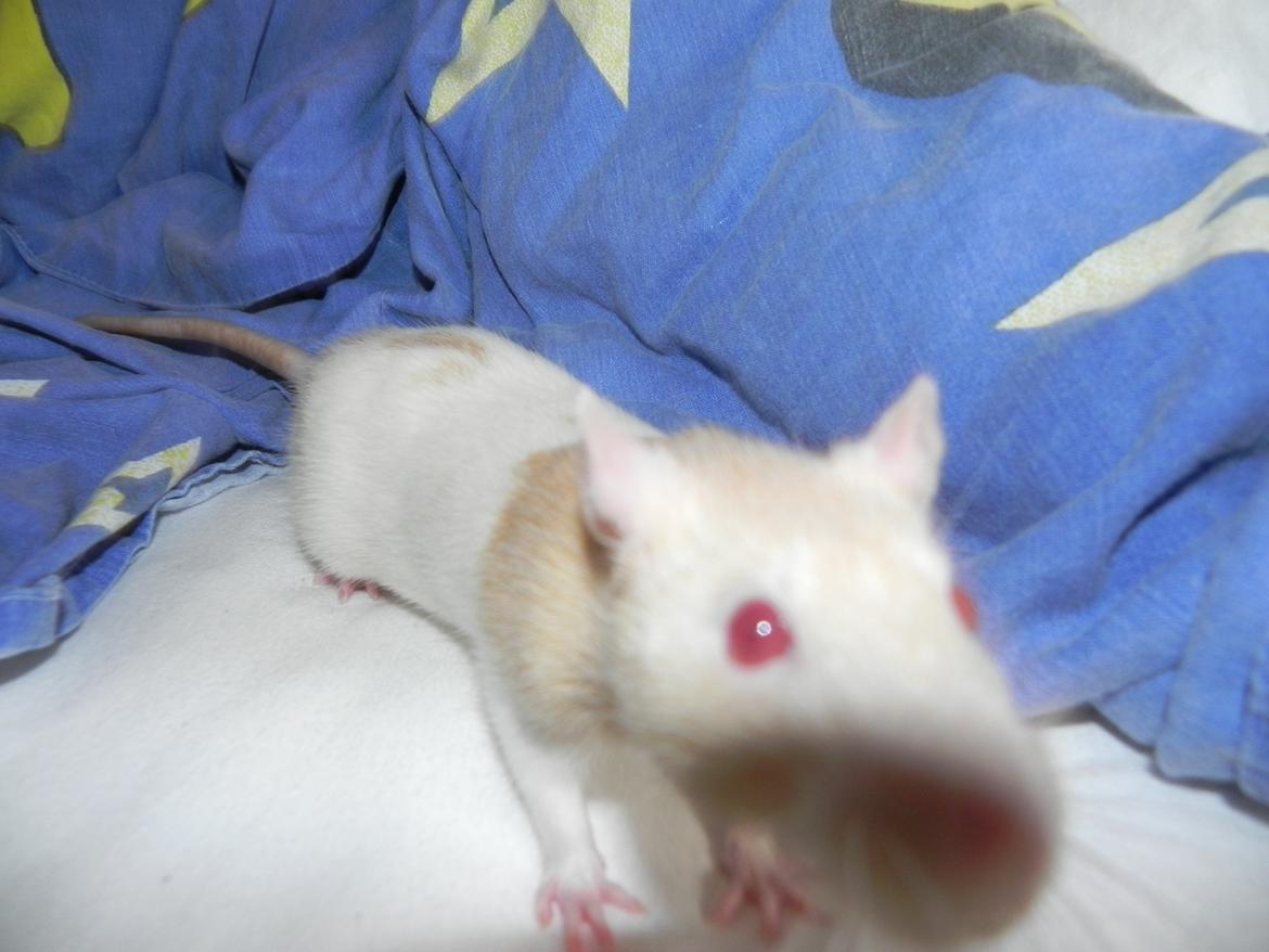 Tamrotte Vodka billede 6