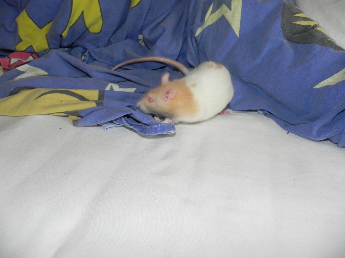 Tamrotte Vodka billede 7