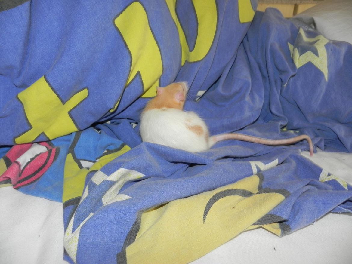 Tamrotte Vodka billede 8